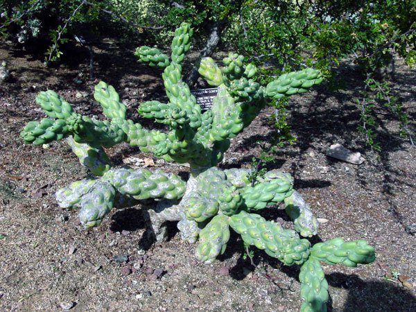 Cylindropuntia_cholla